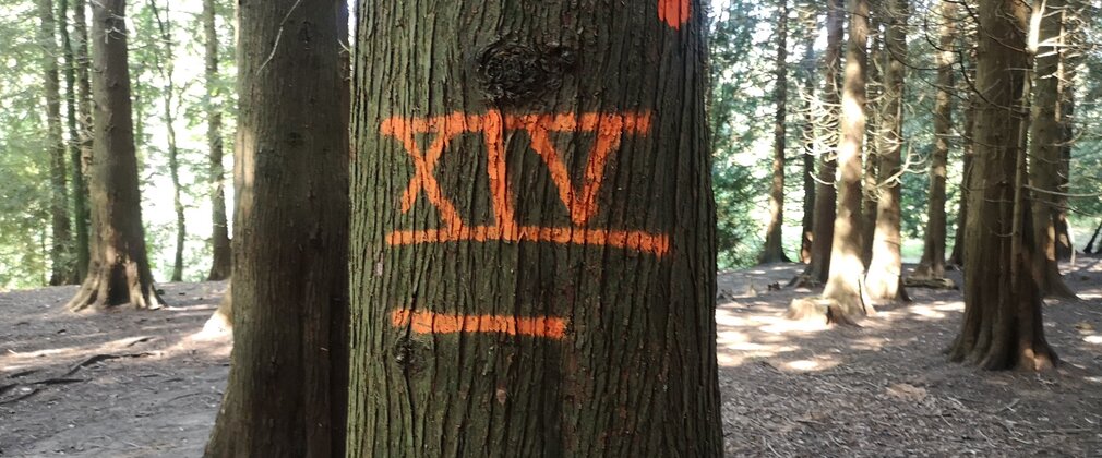 Close up of a tree in a woodland, which has roman numerals XIV sprayed in orange paint