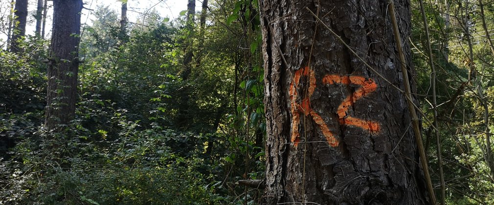 Close up of a tree in an overgrown woodland with the letters RZ in orange spray paint