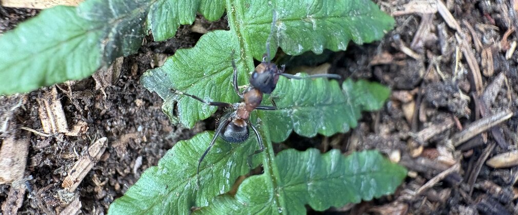 Hairy Wood Ant