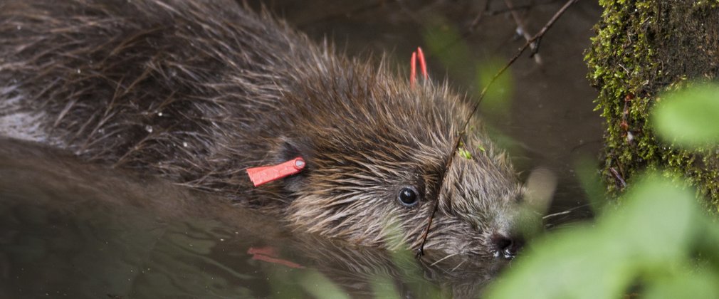 Beaver with tags in water