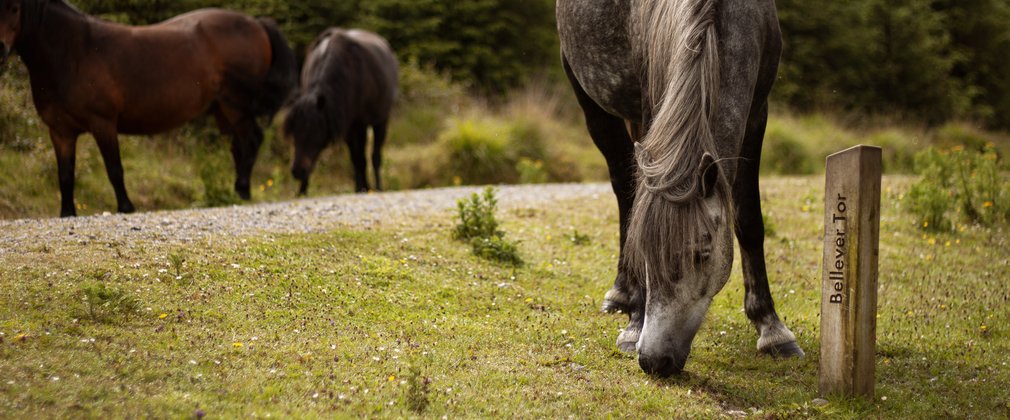 Ponies at Bellever Tor