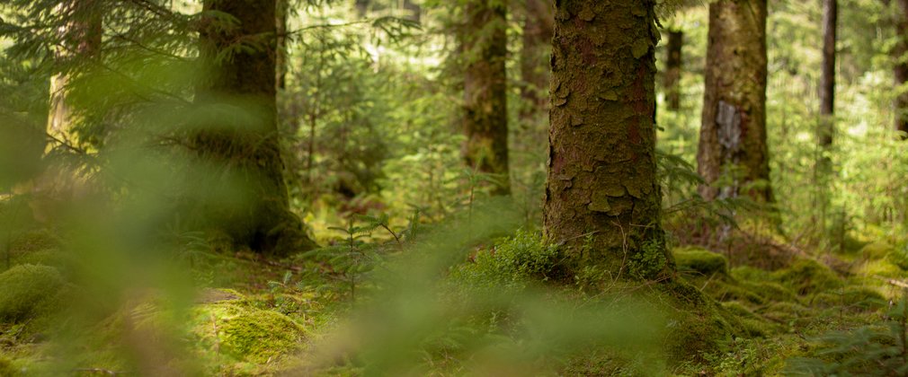 Bellever Forest