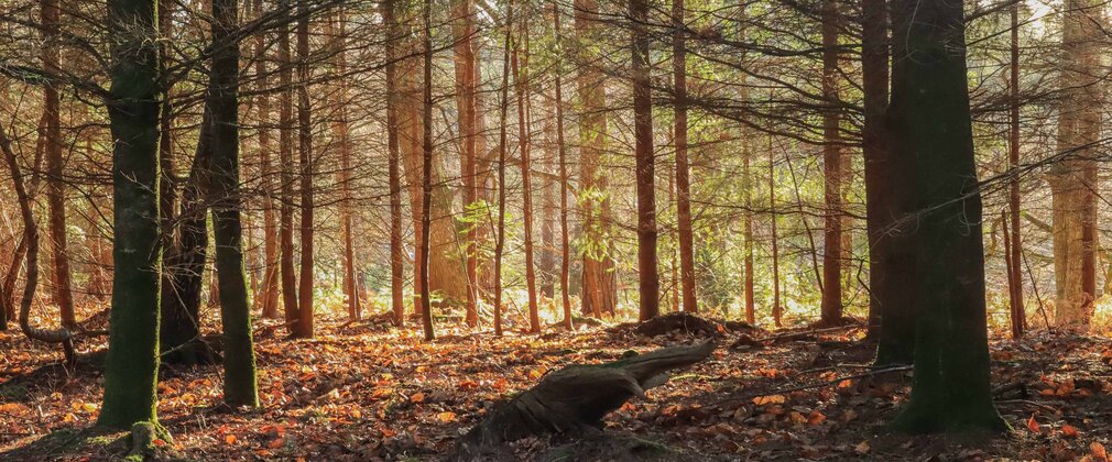 A view into the conifer woodland at sunrise on a winter morning