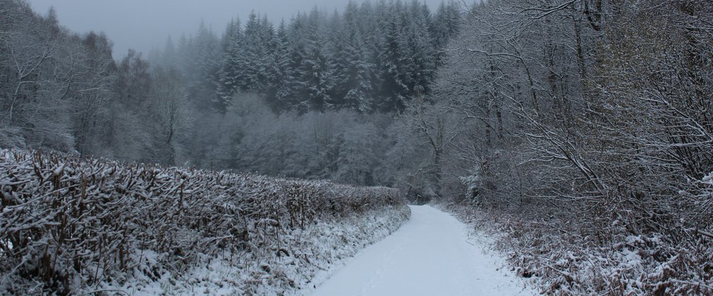 Snow on a forest path running between a hedge and trees in the winter forest