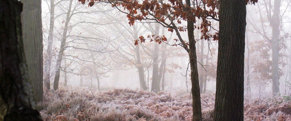 A frosty scene of Wyre Forest