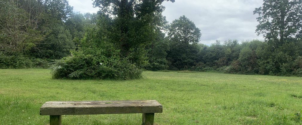 Havant Thicket glade in summer, with bench and trees
