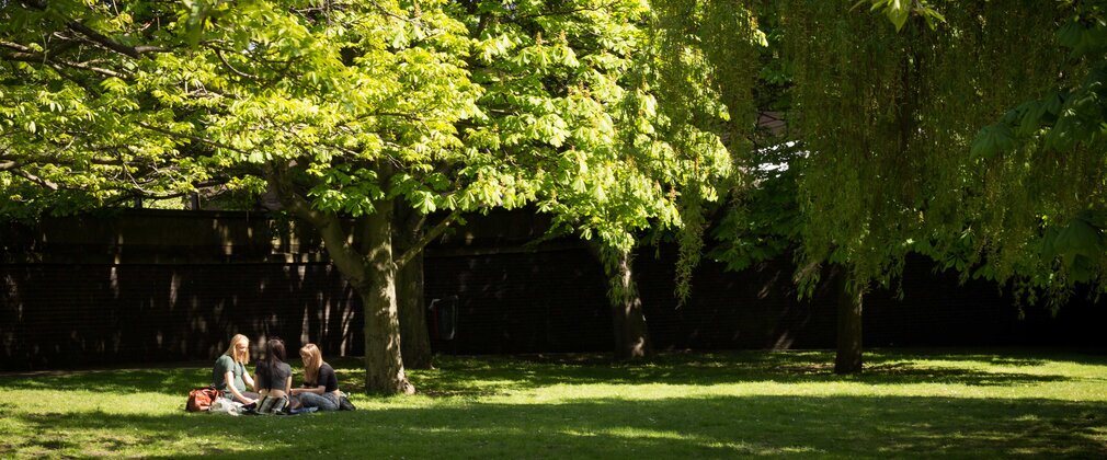Urban trees and park