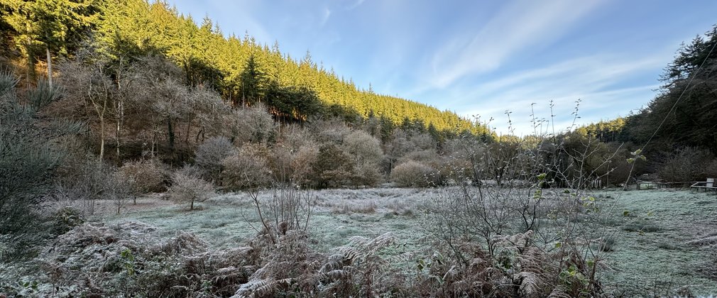 A low angle view of a frosty meadow with conifers in the background