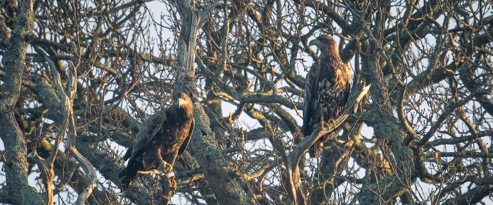 Pair of white-tailed eagles perching in a tree in winter