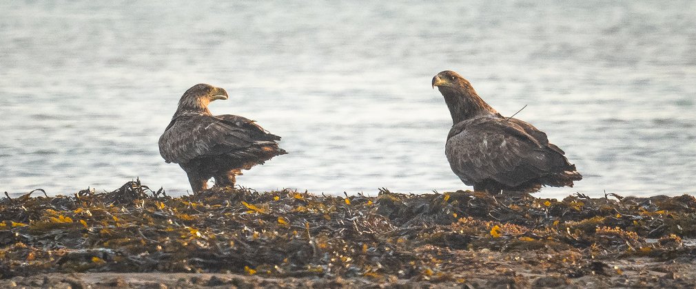 Pair of white-tailed eagles on the shoreline standing on seaweed