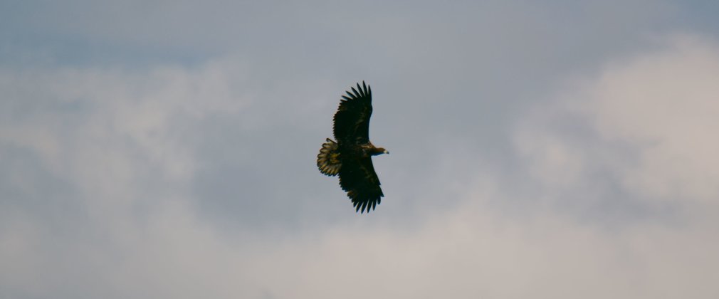 Silhouette of juvenile white-tailed eagle in the sky