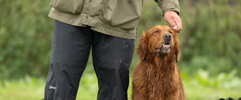 A dog being stroked on the head while next to its owner