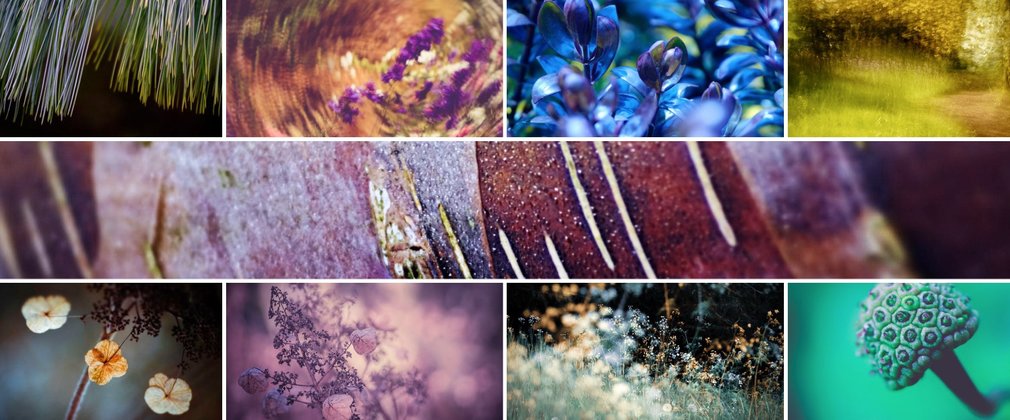 Tiles of images showcasing photography taken from around the arboretum. Initially you may not make out the shapes as being trees and plants. On a longer pause you can start to make out tree bark, petals and branches. Each tile is brightly coloured from deep blues to turquoise.
