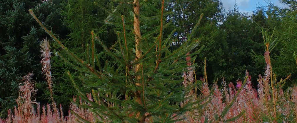 Norway spruce