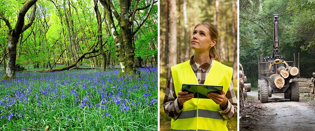 Three images of bluebeels, a lady in a high vis jacket looking up at trees and a tractor carrying large logs