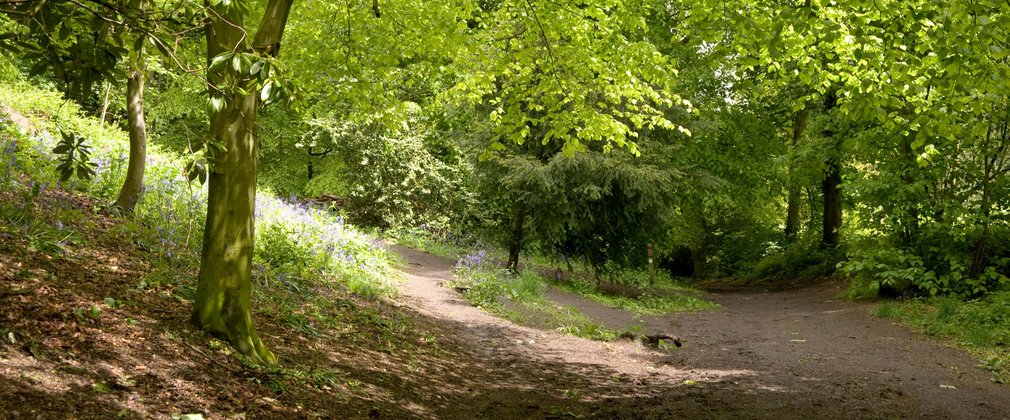 Shaded forest woodland walk 