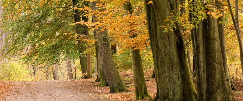 Lady clough trees