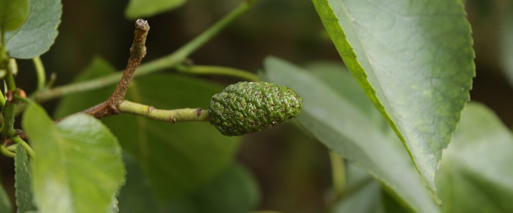 A large, green catkin stands out amongst the leaves of Italian alder