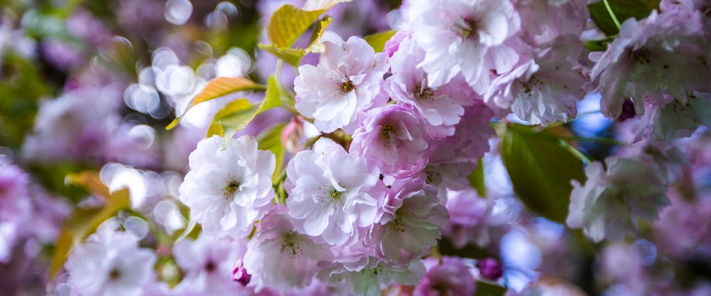 Spring Westonbirt