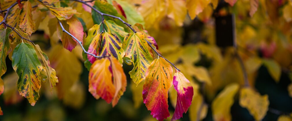Tree in autumn