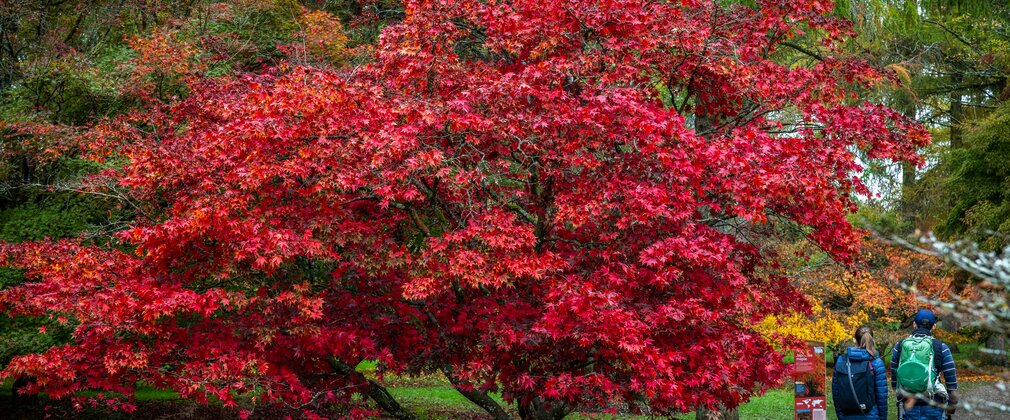 Autumn