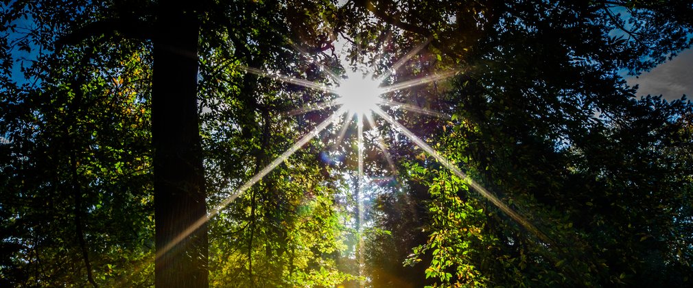 Westonbirt summer