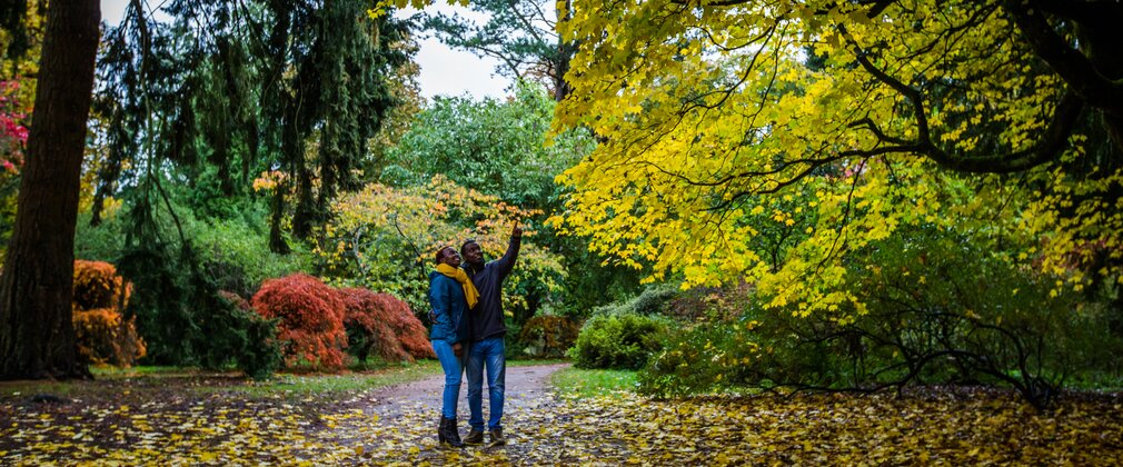 A couple point up to an autumn yellow tree