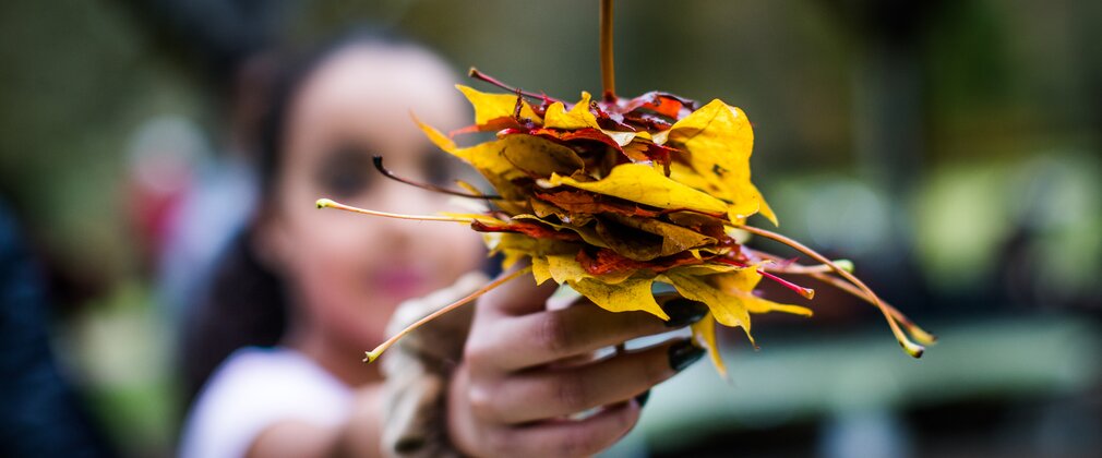 A young girl holds up a stick with colourful maple leaves.