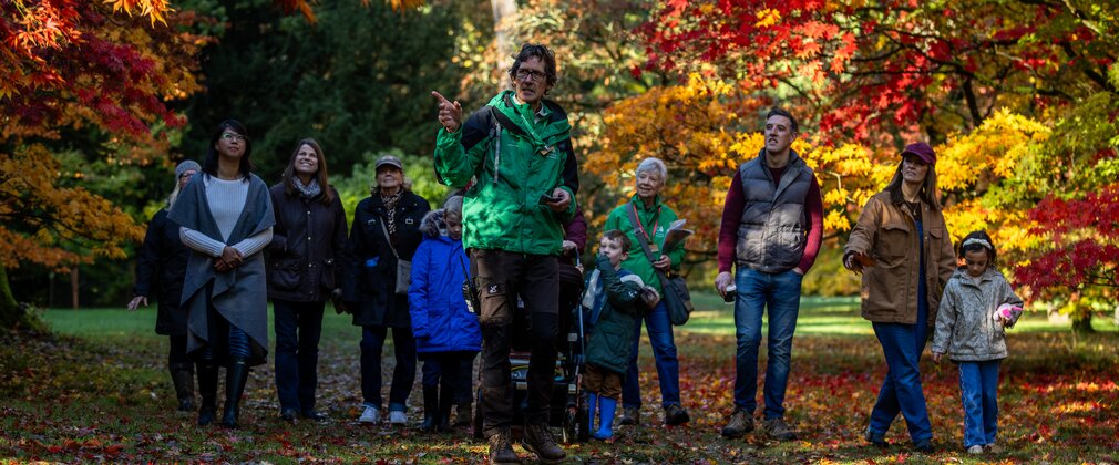 A group on guided walk during autumn are lead through brightly coloured maple trees