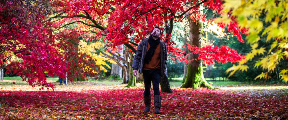 A man walks through a beautiful landscape of reds and yellows. He looks up in admiration at the sight of vibrant trees.