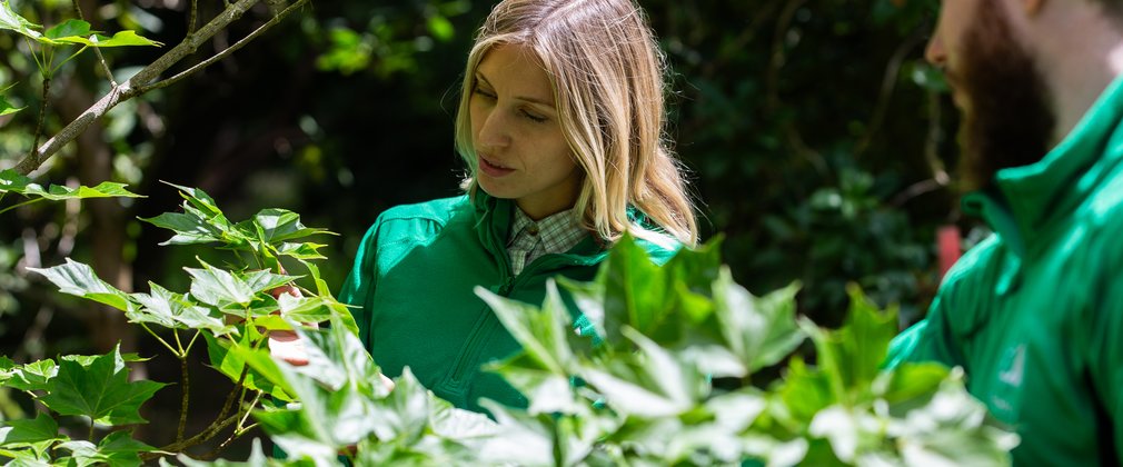 dendrologists inspect tree leaves