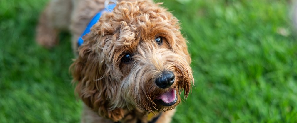 A golden curly haired dog looking up with an open mouth surrounded by grass