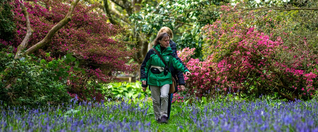 A guided walk in spring through beautiful blooms and bluebells