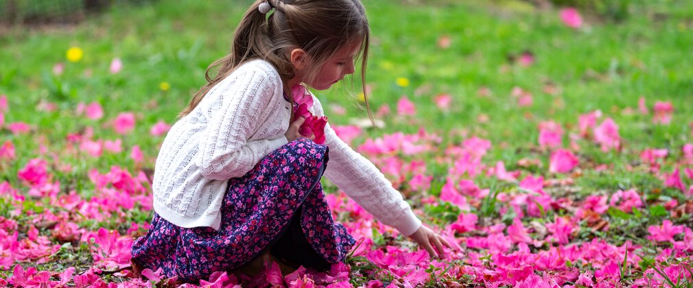 A young girl kneels down in a bed of pink petals to pick up a handful