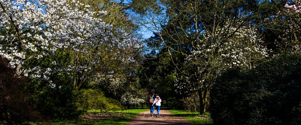Spring Westonbirt
