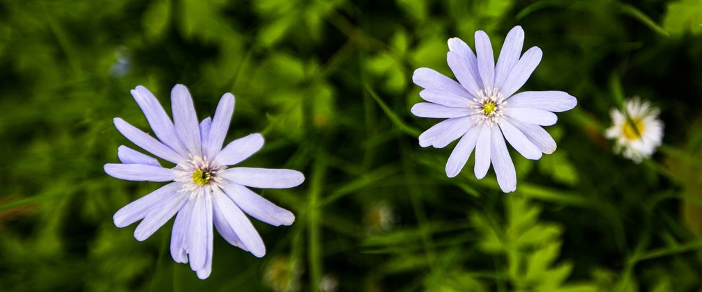 Wildflowers on forest floor