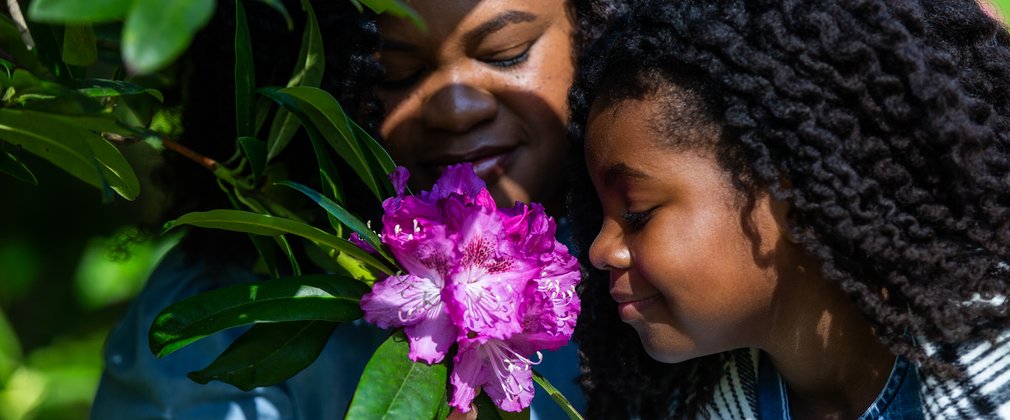 A mother and young daughter lean in to smell a bright purple rhododendron flower