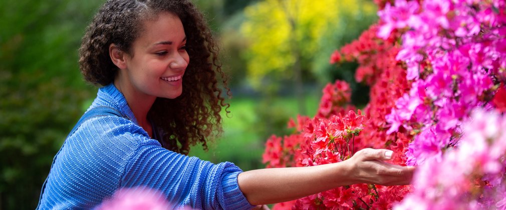 A woman in a bright blue top stretches her hand out to vibrant pink rhododendrons. 