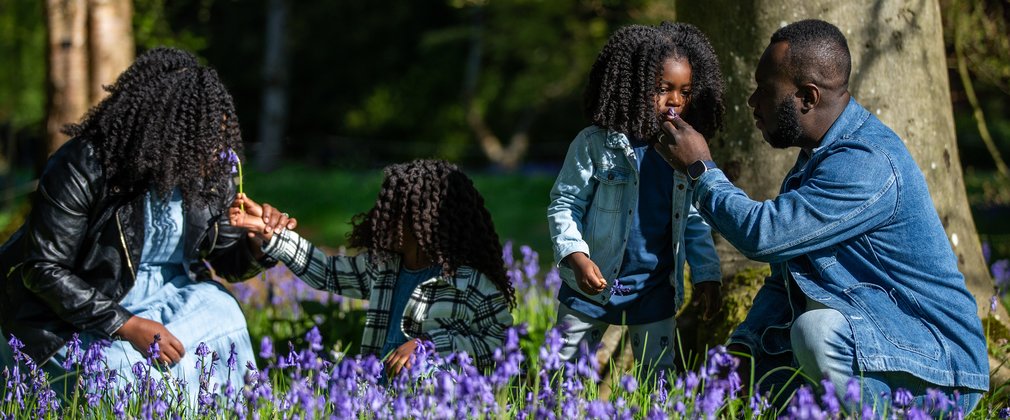 A family kneel down among bluebells to smell and take in their beauty. 