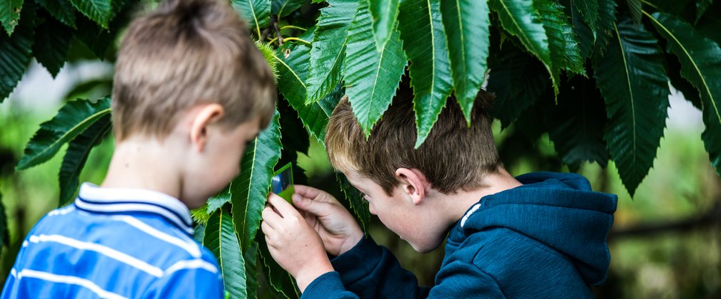 Two boys look closely at the leaves on a tree