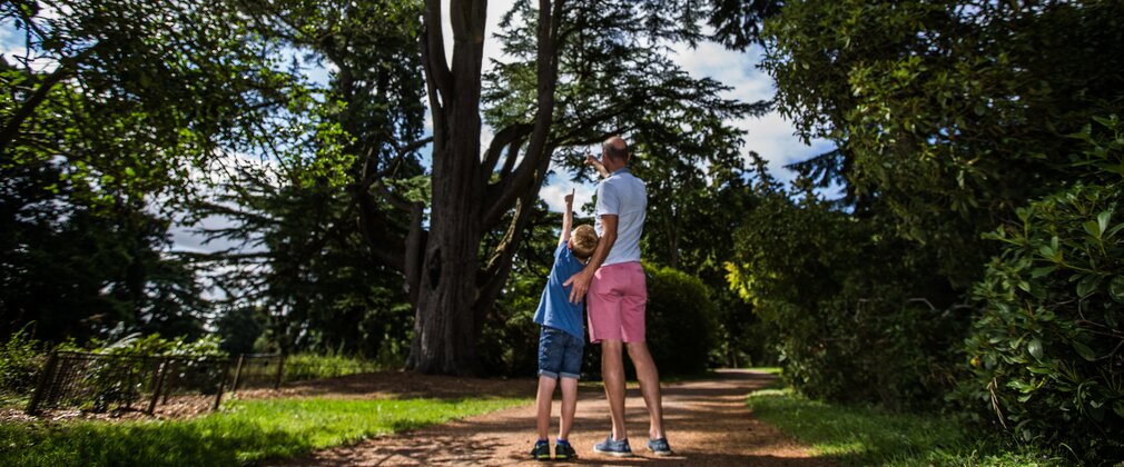 A father and son look up in awe at a very tall tree in summer