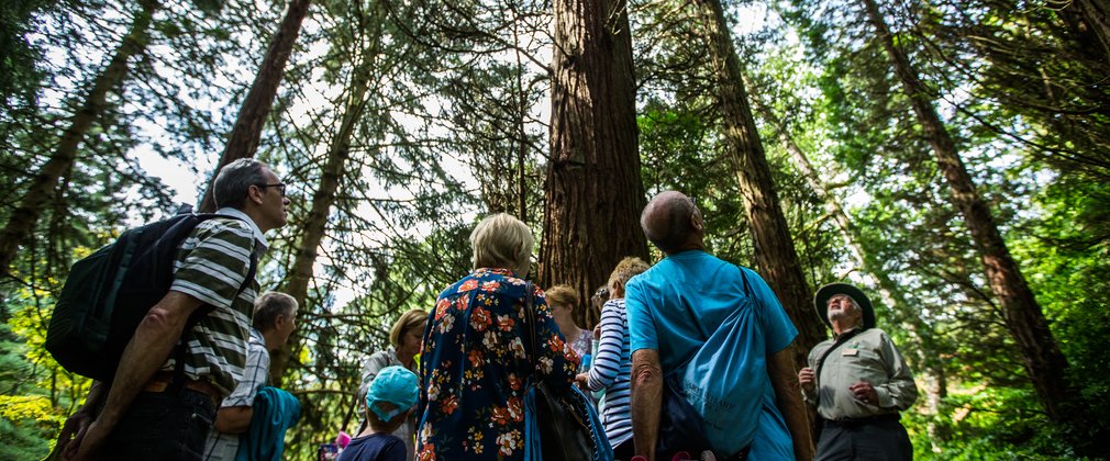 A group of people in the forest, all looking up to the top of a tall tree