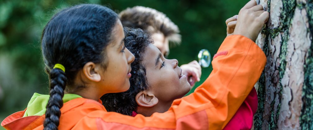 A close-up of three children examining the trunk of a tree in the forest