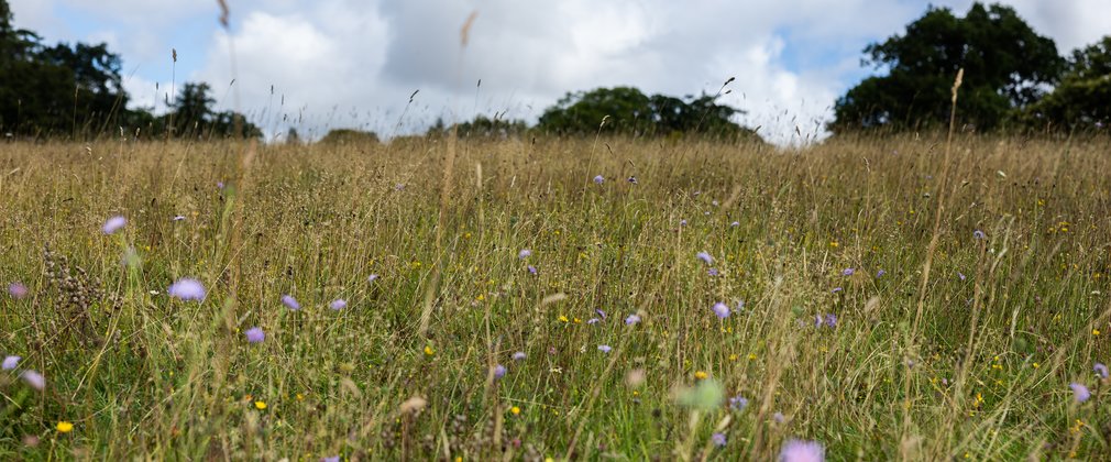 close up of a wildflower meadow