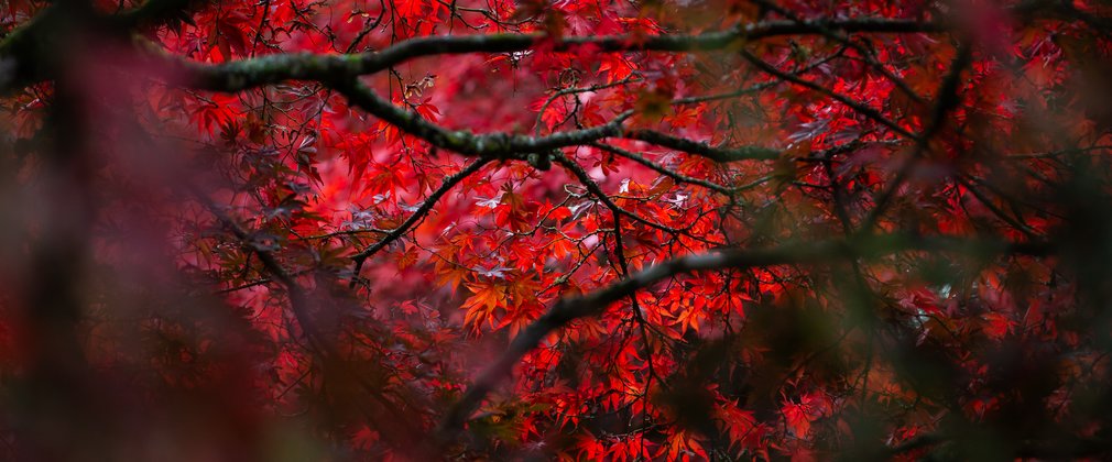 Autumn colour leaves