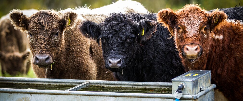 Cows feeding from a tray at Westonbirt Arboretum