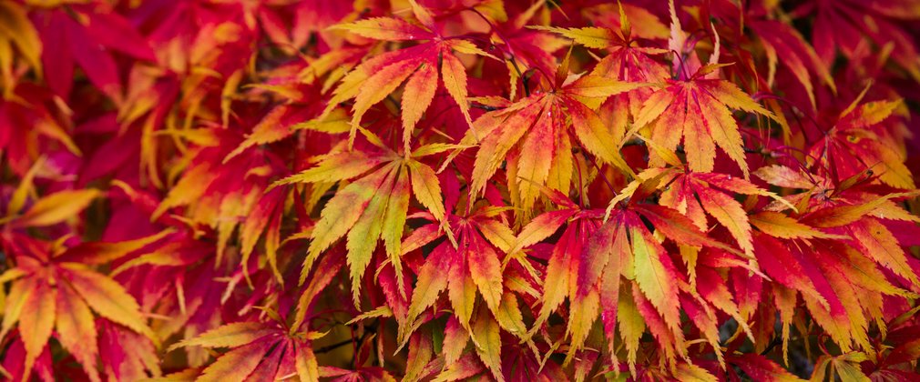 Red and golden yellow leaves