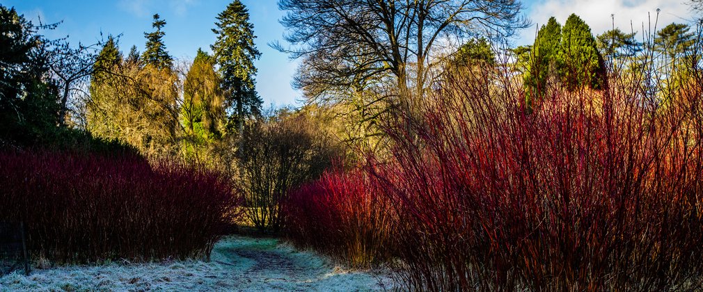 A crisp winter morning highlights the frost on the ground. In the forefront bright red dogwood which looks like sticks of red fire in large clumps jolt out from the ground. Tall trees linger in the background. Some without leaves and some evergreens still bushy with green leaves.