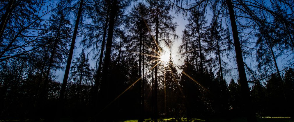 Trees in the forest