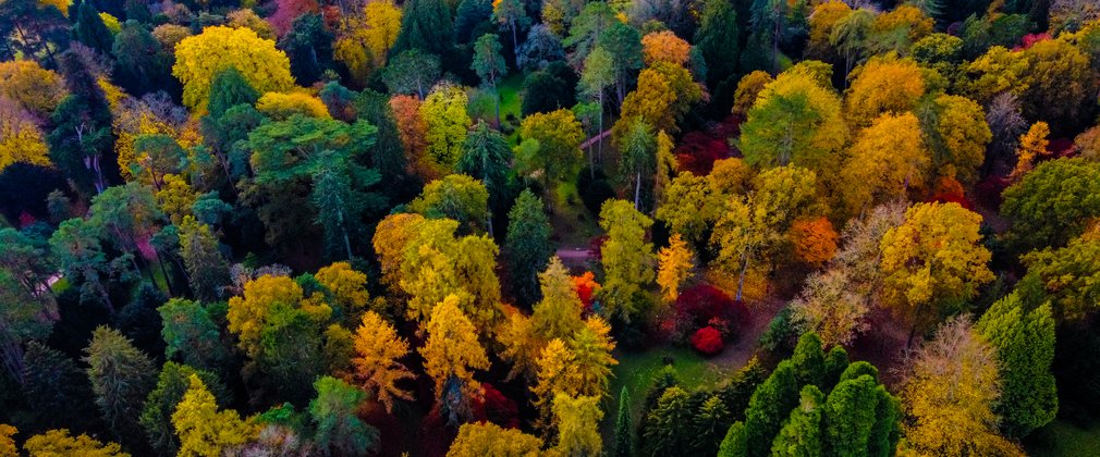 Aerial photo of a woodland in autumn colour